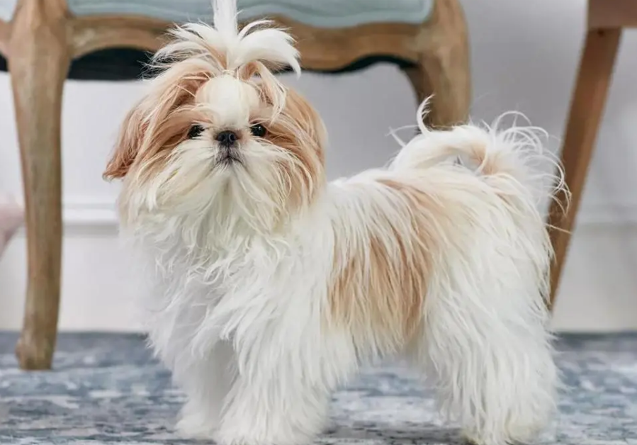 西施犬怎么喂养？根据西施犬身体情况选择狗粮！