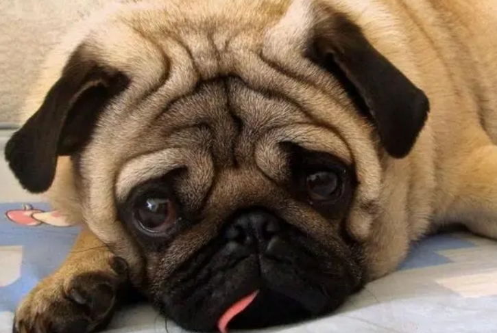 巴哥犬的正确养法 巴哥犬的正确养法