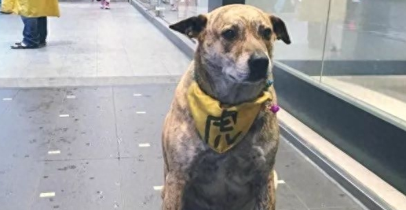 狗狗坐在卤味店前迟迟不走,老板娘一脸无奈 狗狗坐在卤味店前迟迟不走,老板娘一脸无奈