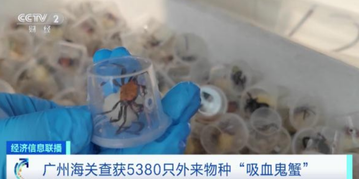 超5000只吸血鬼蟹被查获!海关提醒 超5000只吸血鬼蟹被查获!海关提醒