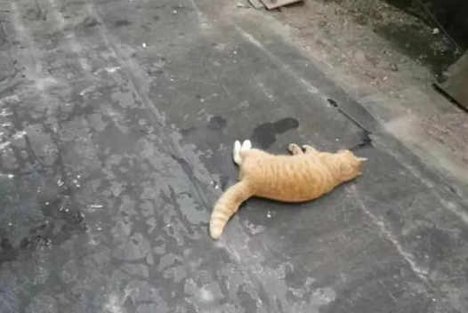 太残忍！半个月7只流浪猫被人扔下坠亡，小区物业回应