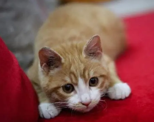 中华经典黄狸猫是狸花猫吗