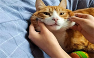 猫怎么都不理人为啥