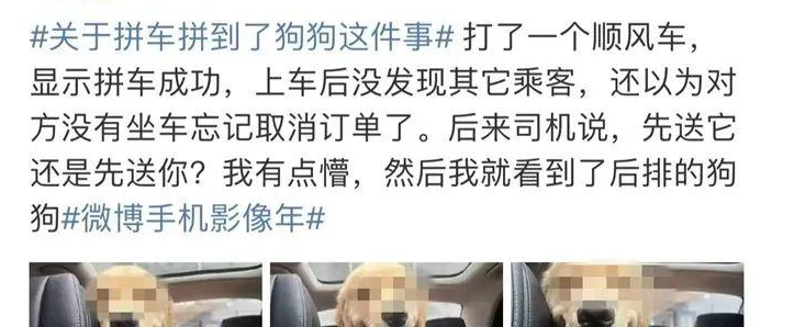 拼车拼到狗子猫咪，你能接受吗？
