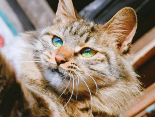 长毛狸花猫是什么串