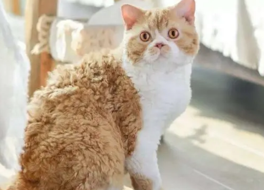 斯可可猫长什么样子 斯可可猫掉毛吗