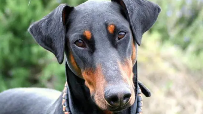 杜宾犬吃什么