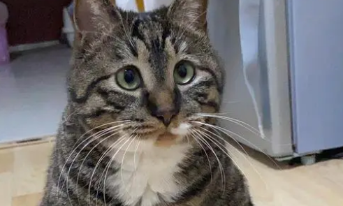 抓老鼠第一名的猫 抓老鼠第一名的猫