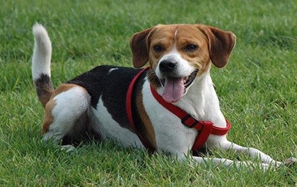 哈利犬多少钱一只