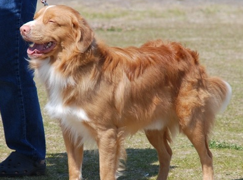 新斯科舍猎鸭寻猎犬好养吗?优缺点有哪些 新斯科舍猎鸭寻猎犬好养吗?优缺点有哪些