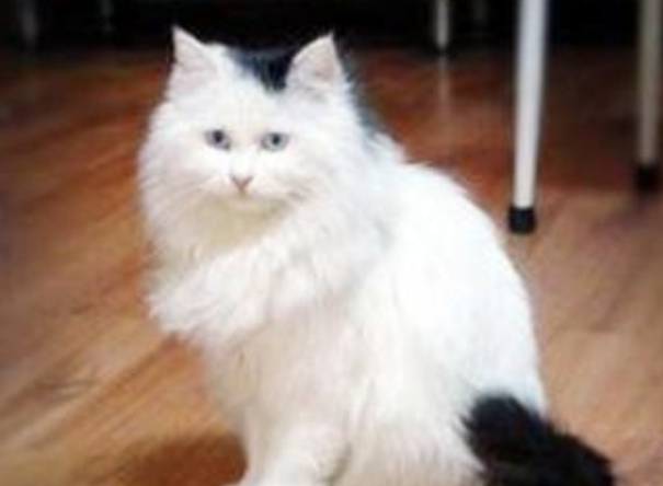 斯可可猫多少钱？