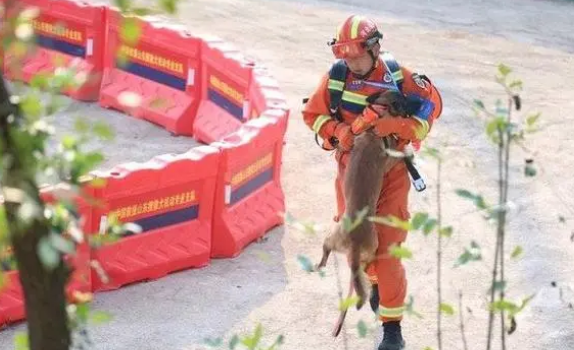 生死时速!看搜救犬在废墟内如何争分夺秒搜寻“幸存者” 生死时速!看搜救犬在废墟内如何争分夺秒搜寻“幸存者”