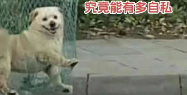 我为流浪狗发声!抵制大规模捕杀流浪狗! 我为流浪狗发声!抵制大规模捕杀流浪狗!