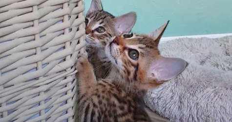 萨凡纳猫多少钱一只，外形特征怎么样？