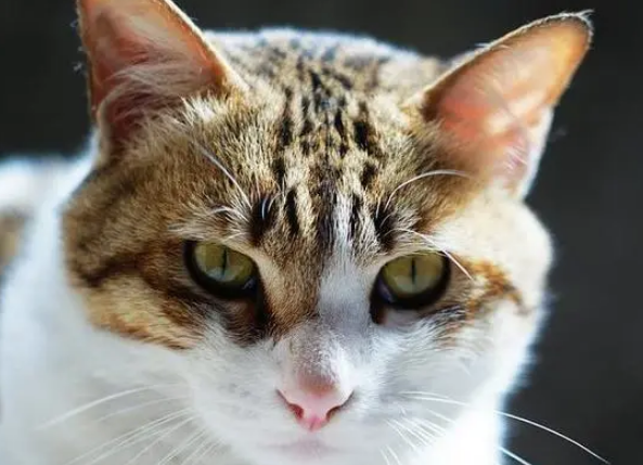 同样是我国优秀猫种，简州猫和狸花猫有什么差别？