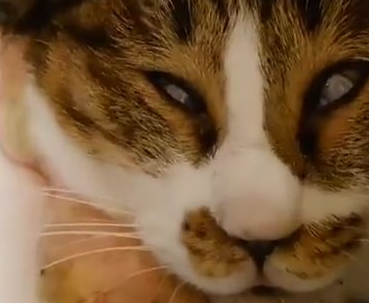 我家猫的睡相太丑了,丑到想哭! 我家猫的睡相太丑了,丑到想哭!