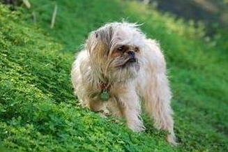 布鲁塞尔粗毛猎犬的训练技巧 制止狗舔人 布鲁塞尔粗毛猎犬的训练技巧 制止狗舔人