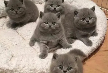 蓝猫喜欢吃什么食物