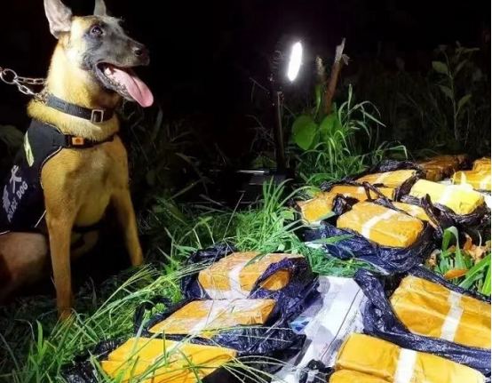 云南保山:警犬“鹰空”获评功勋犬 云南保山:警犬“鹰空”获评功勋犬
