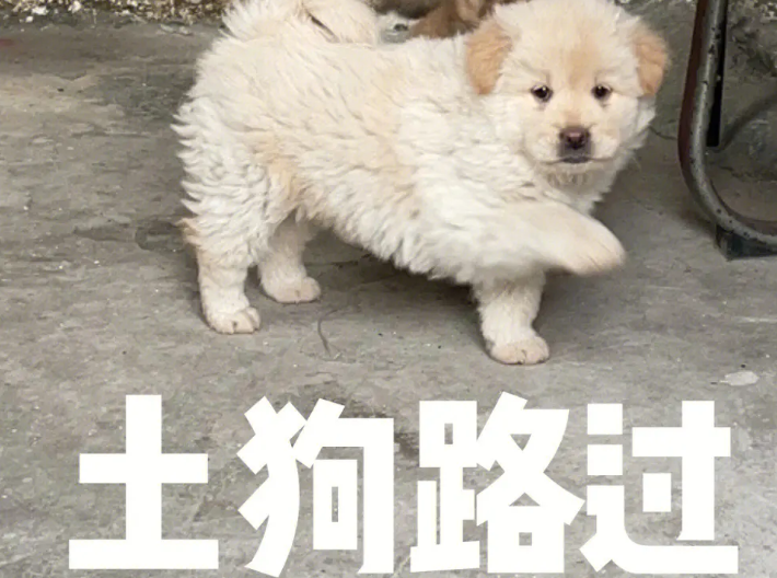 土狗表情包的介绍 土狗表情包的介绍