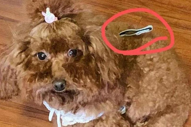 杭州一小区7条宠物狗被毒死,嫌疑人被控制,律师:或承担刑责 杭州一小区7条宠物狗被毒死,嫌疑人被控制,律师:或承担刑责