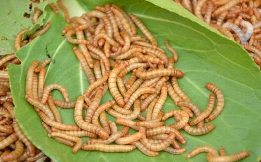 黄粉虫吃什么食物