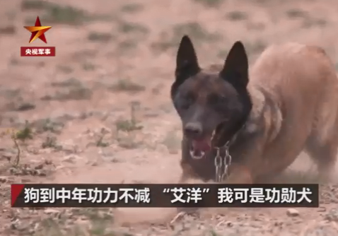 身怀绝技的军犬背后，有一群这样的兵……