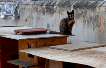 超30万只猫死亡！猫冠状病毒肆虐“猫岛”塞浦路斯，致死率近90%