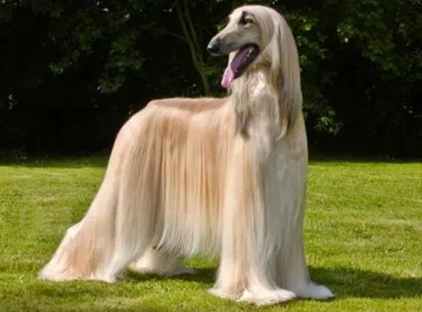 阿富汗贵妇犬多少钱一只
