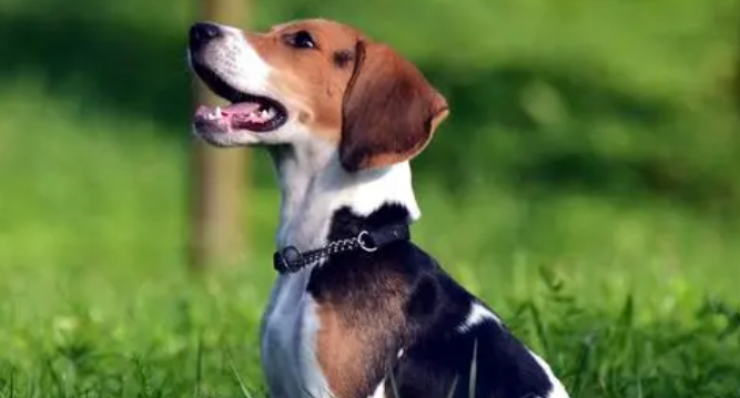 比格犬能长多大 小型狗狗的代表