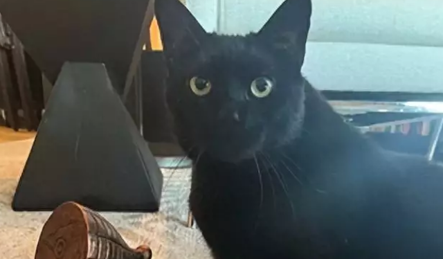 年度最倒霉的猫,被沙发撞到缝针,还因此得了个奖