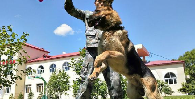 边防犬“黑贝”：从警犬到军犬，我用四肢丈量我守护的边境线