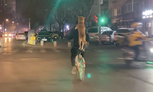 主人骑着共享单车，让狗狗站在他的身后抱着脖子，耍杂技呢吗？