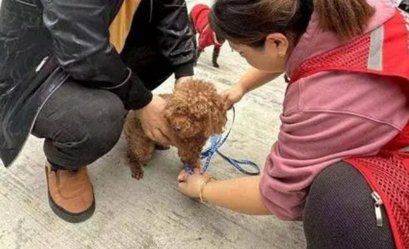 “宠”我做起,倡导文明养犬共建和谐社区 “宠”我做起,倡导文明养犬共建和谐社区