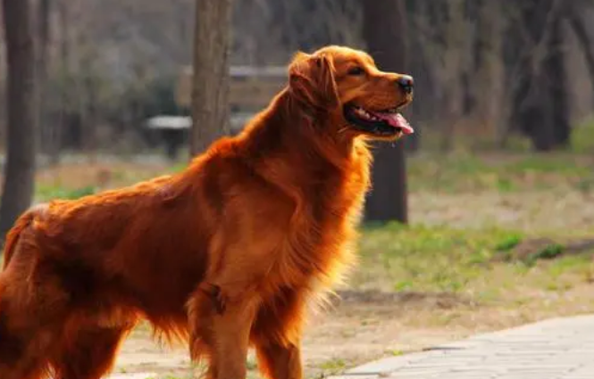 金毛多少钱一只幼犬