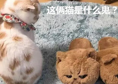 买了一双拖鞋，家里的猫咪醋坛子打翻了：你有我还不够吗！
