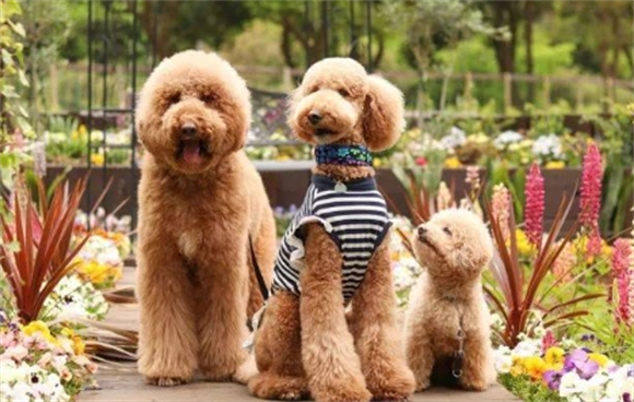 养贵宾犬的人都后悔了