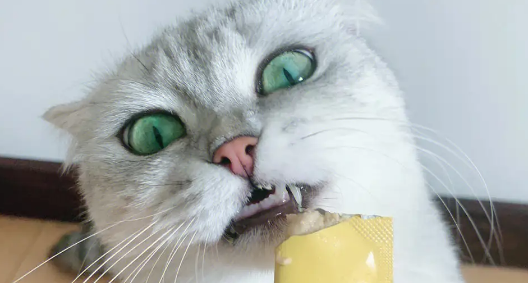 皓宠猫条怎么样？不了解的来看看！