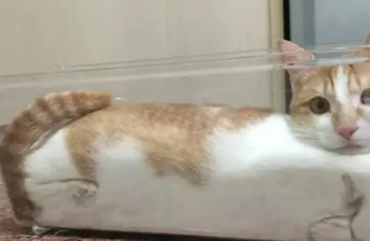 小猫咪总是喜欢钻小箱子，非牛顿流体就是这样的？液体猫真可怕