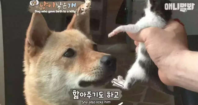 狗妈妈竟然生出了一只猫宝宝，主人无比确定，不骗人！