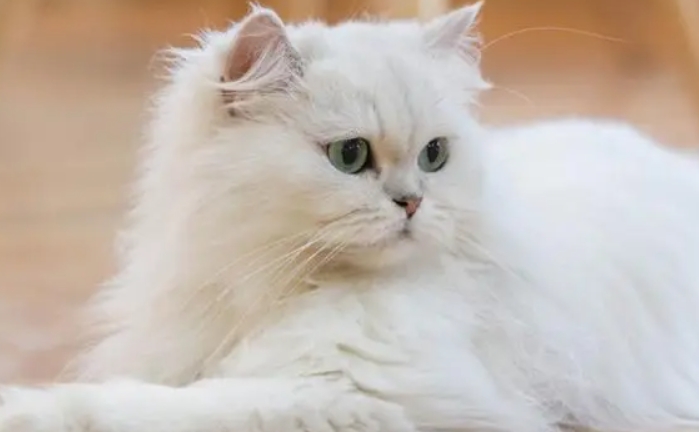 波斯猫为什么不能养 波斯猫为什么不能养