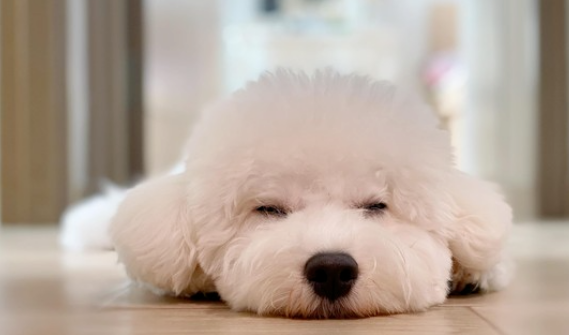 比熊犬劈叉姿势，标准到让网友怀疑有问题，看兽医发现别的问题却笑喷！