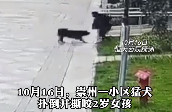 成都崇州猛犬撕咬2岁女孩：伤者肾裂伤，狗主人未现身