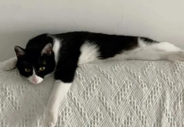 英短奶牛猫多少人民币一只,英短奶牛猫的优点和缺点 英短奶牛猫多少人民币一只,英短奶牛猫的优点和缺点
