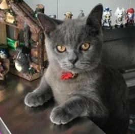 吃货猫半夜“按铃哀嚎”讨宵夜吃，猫：铲屎的，快上菜