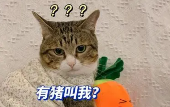 梅狸猫表情包