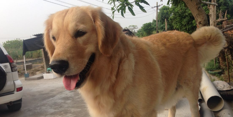 金毛犬最怕什么 金毛犬最怕什么