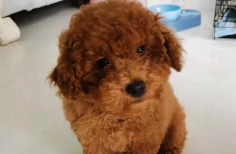 泰迪怀孕多长时间下崽