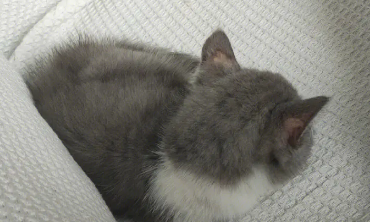 星期猫几天开始出现症状（星期猫有哪些症状）