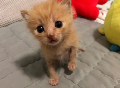 去乡下路上捡到一只小奶猫,带回家奶奶激动地扔掉了拐杖! 去乡下路上捡到一只小奶猫,带回家奶奶激动地扔掉了拐杖!